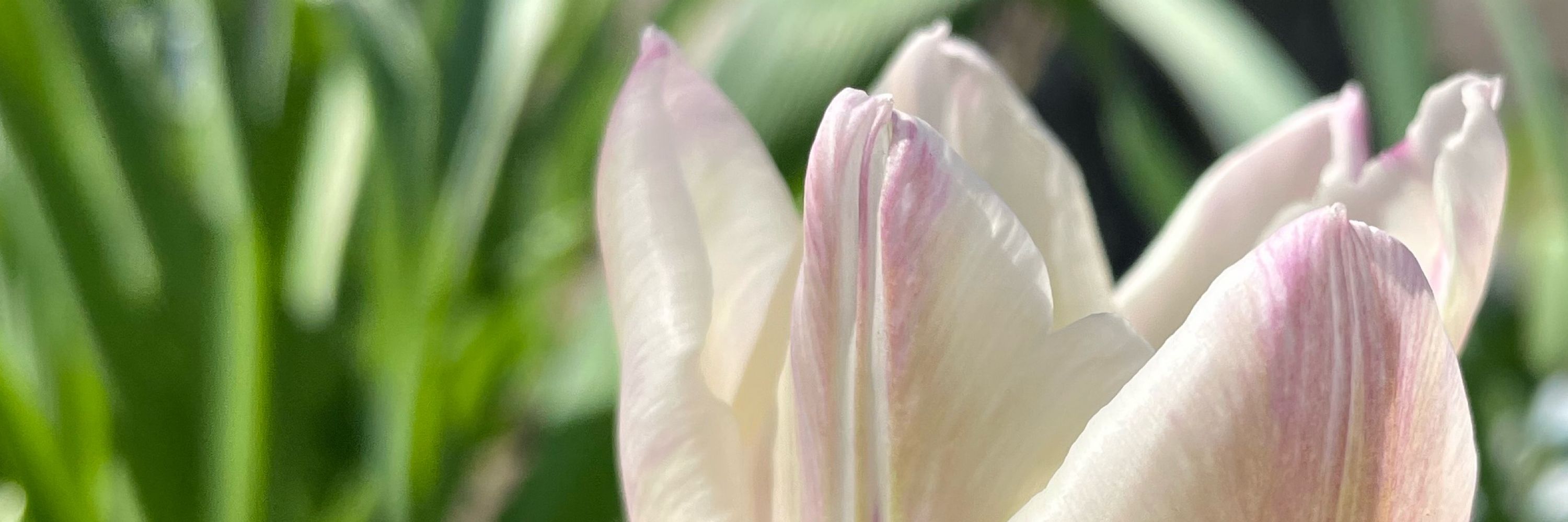tulipathy