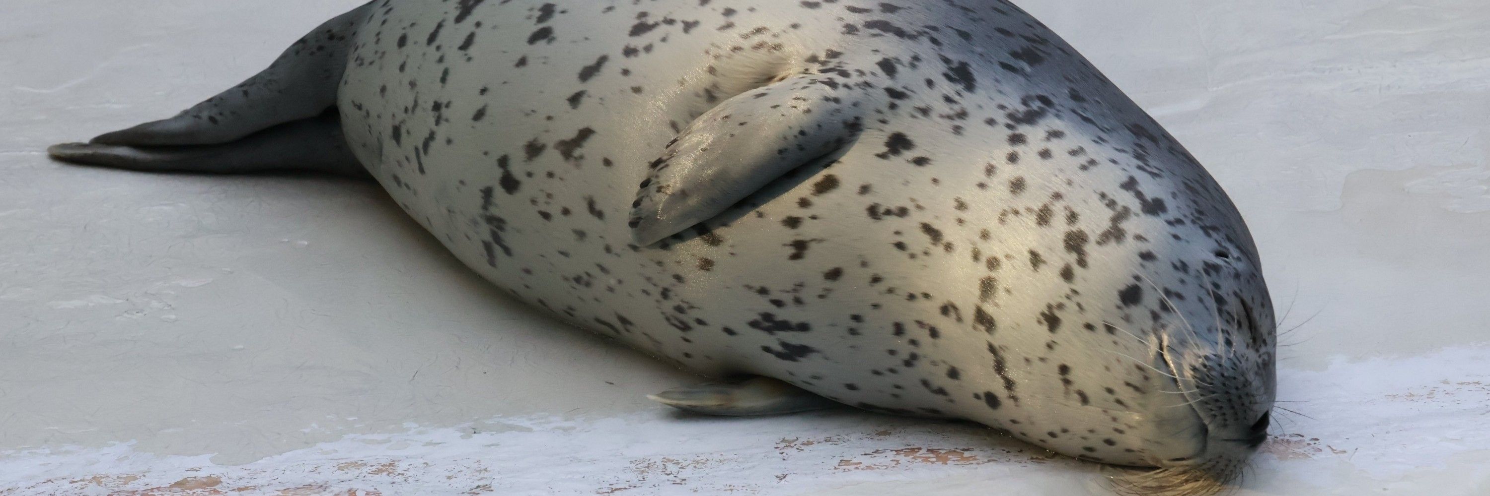Seal