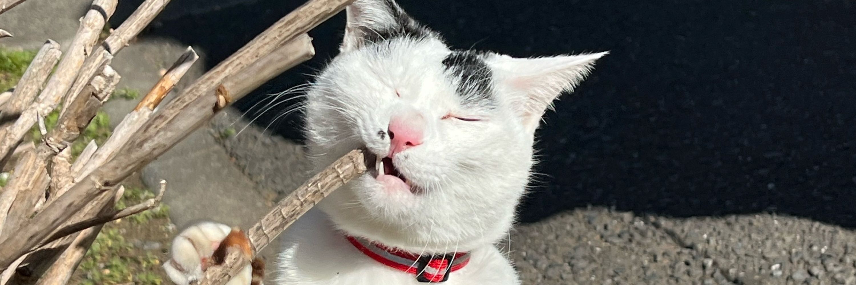 なえ