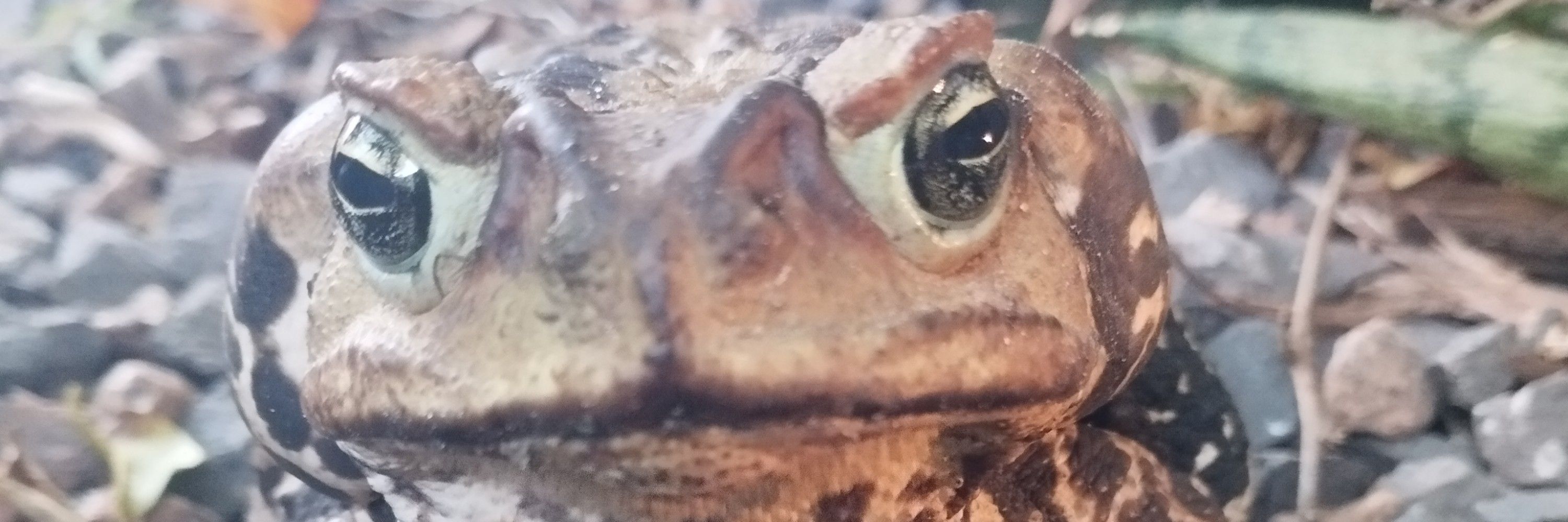 Camarada Frog Flip