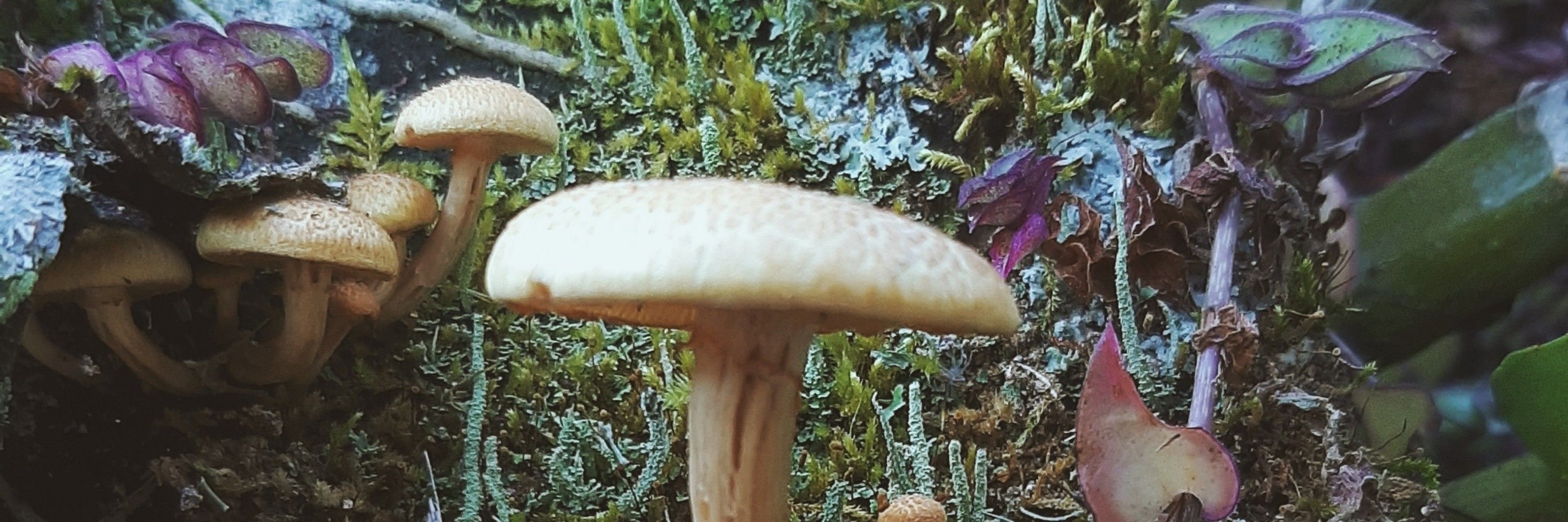 a lê