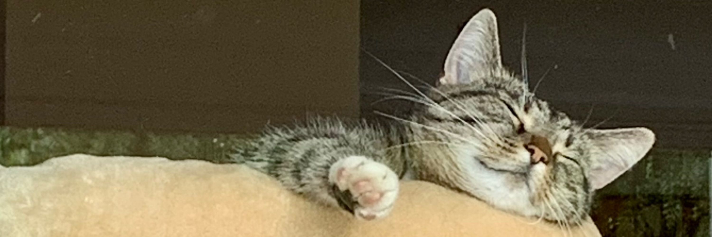 Seelenkatze