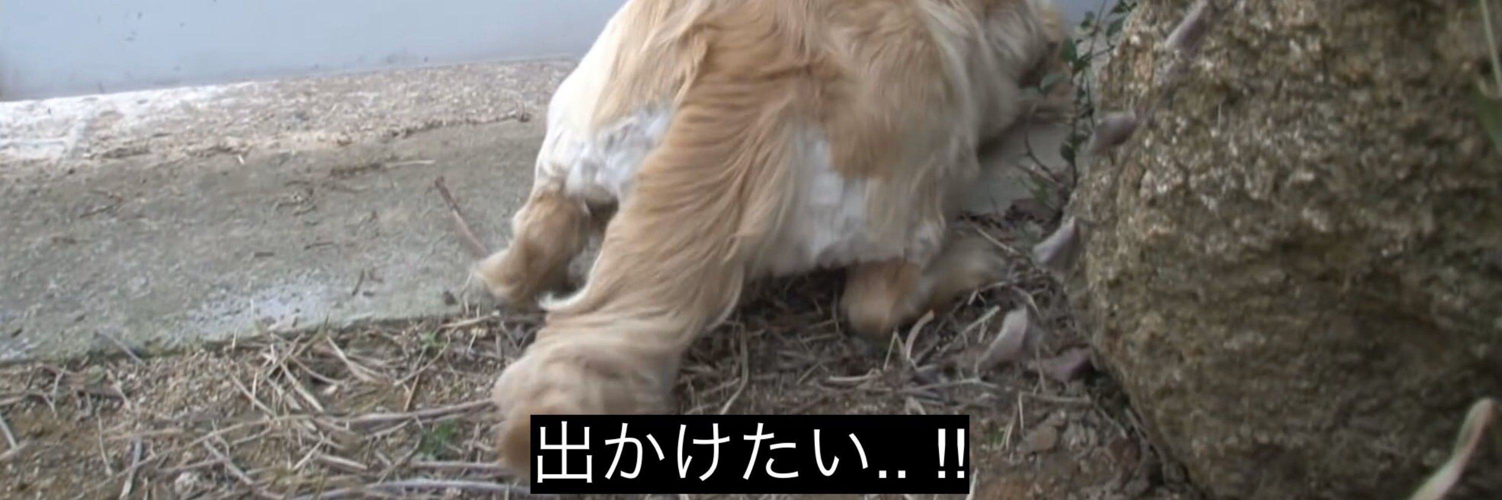 ﾈｺﾐｯﾐ