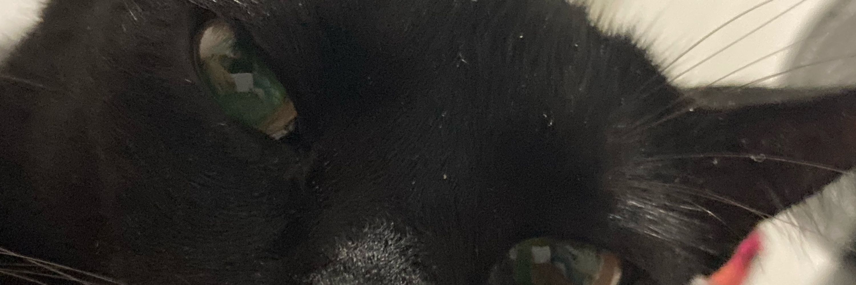 gio