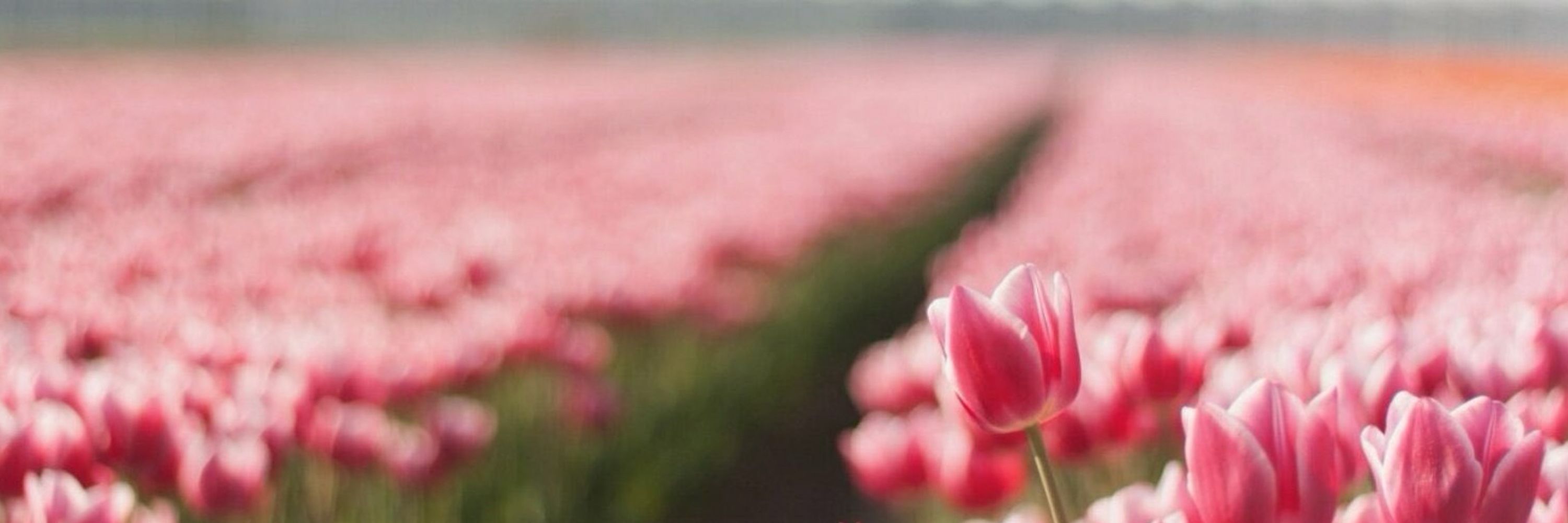 TulipanoRosa