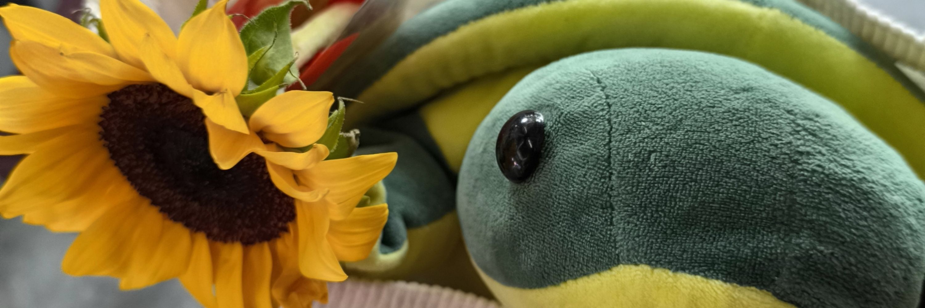 Eleennae 🐢