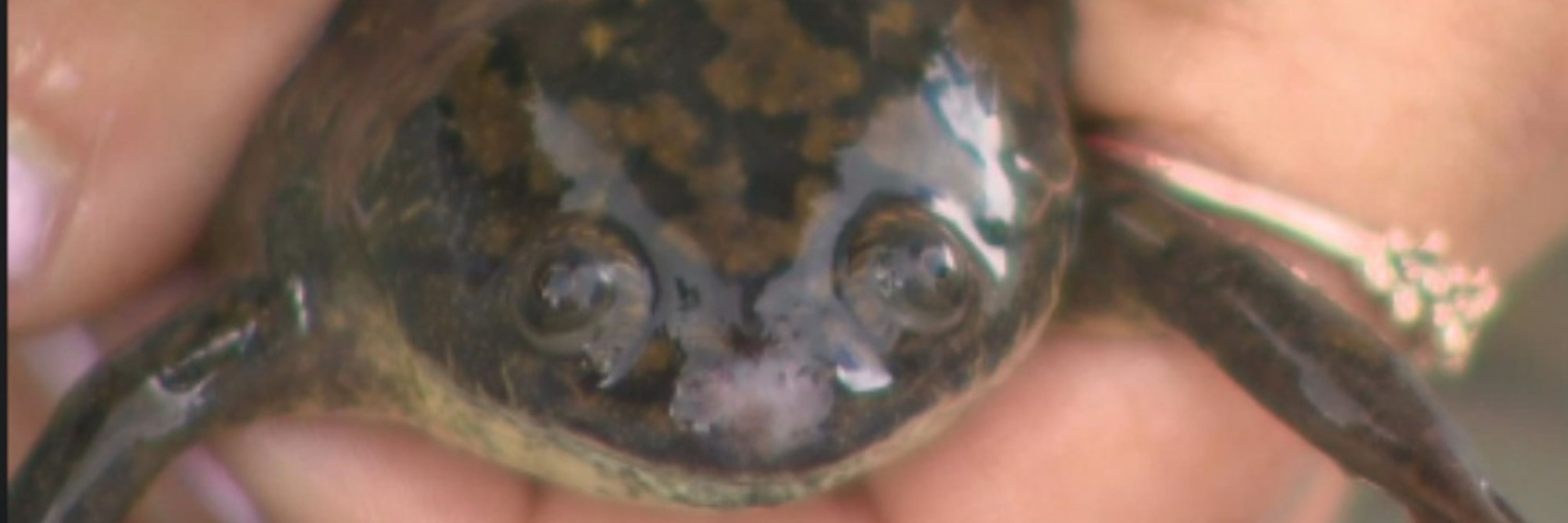 👁️Nie👁️