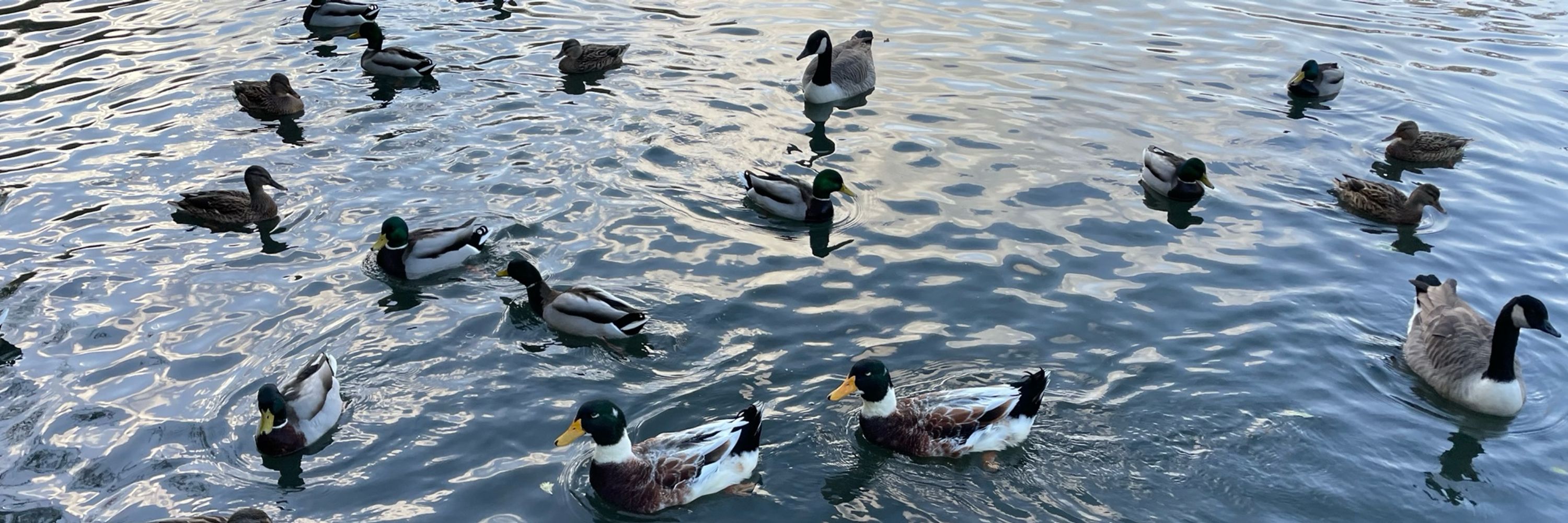 Duck