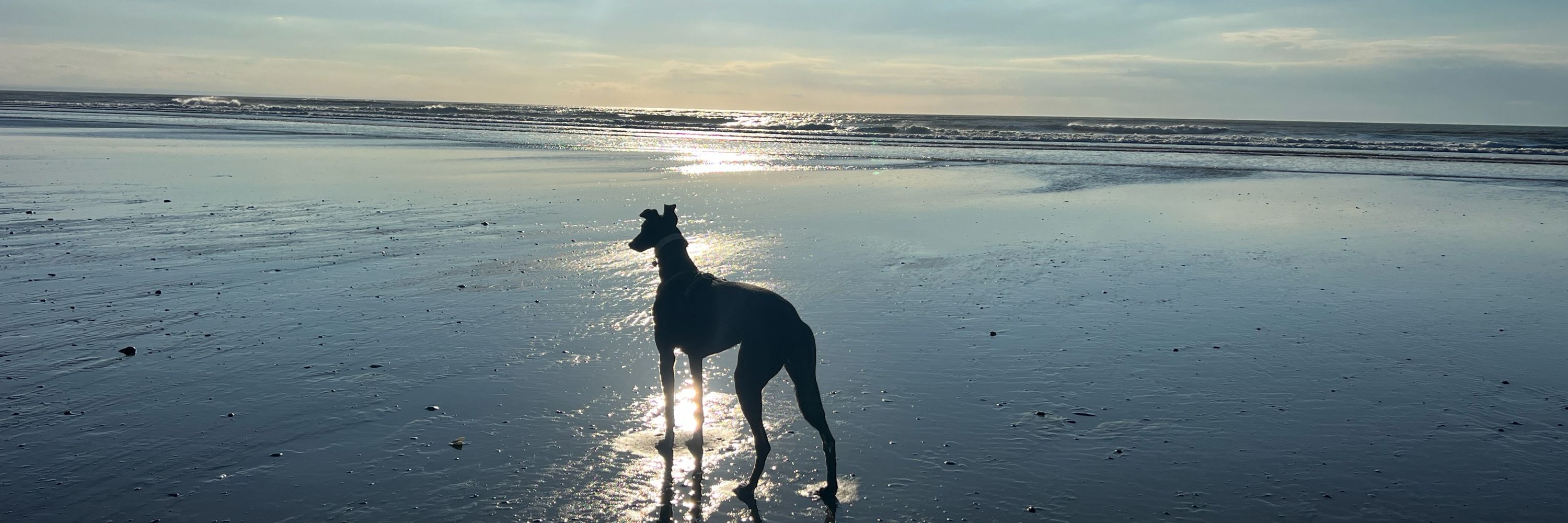 Whippetchariots