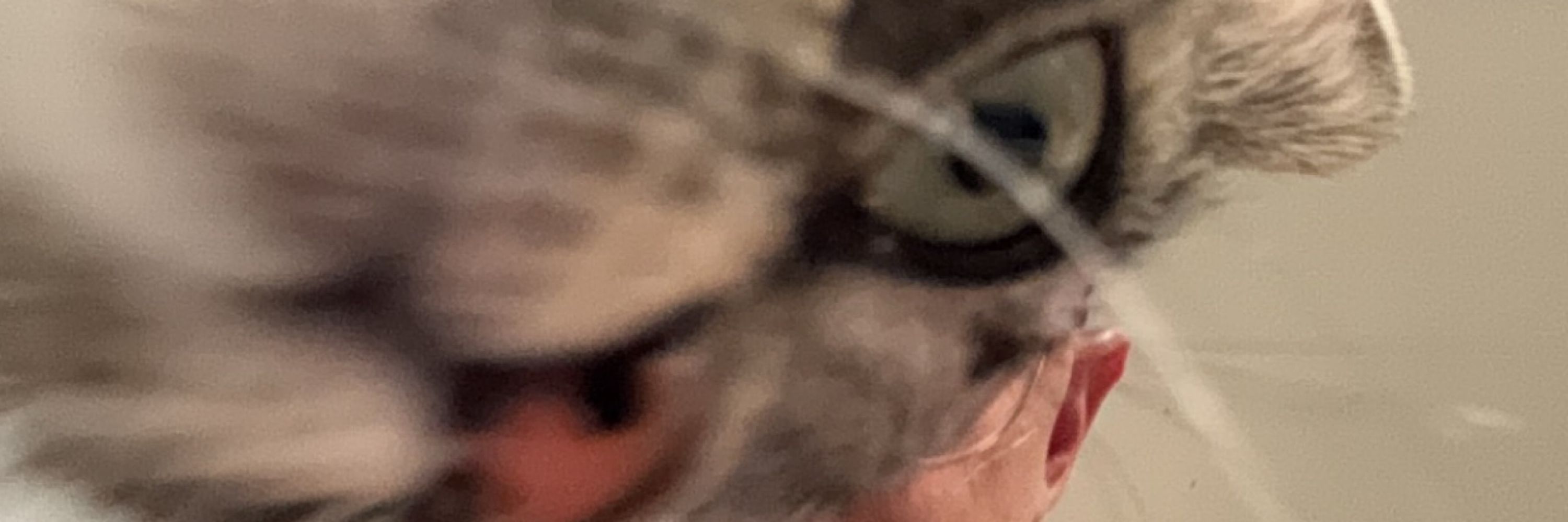 Felix