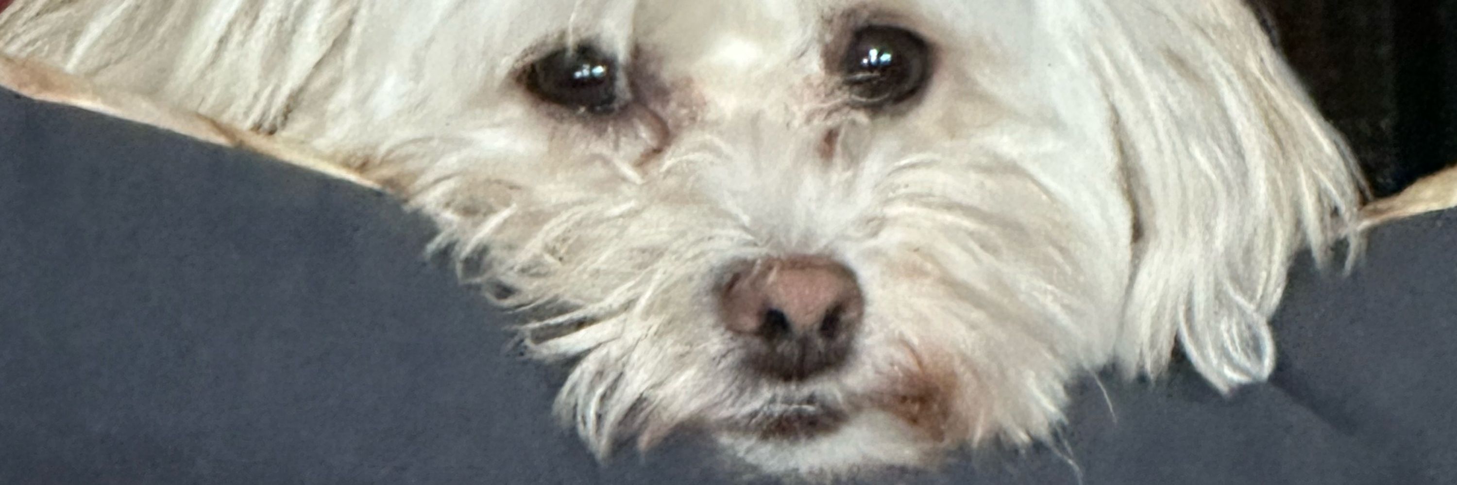 Three Dog Night,