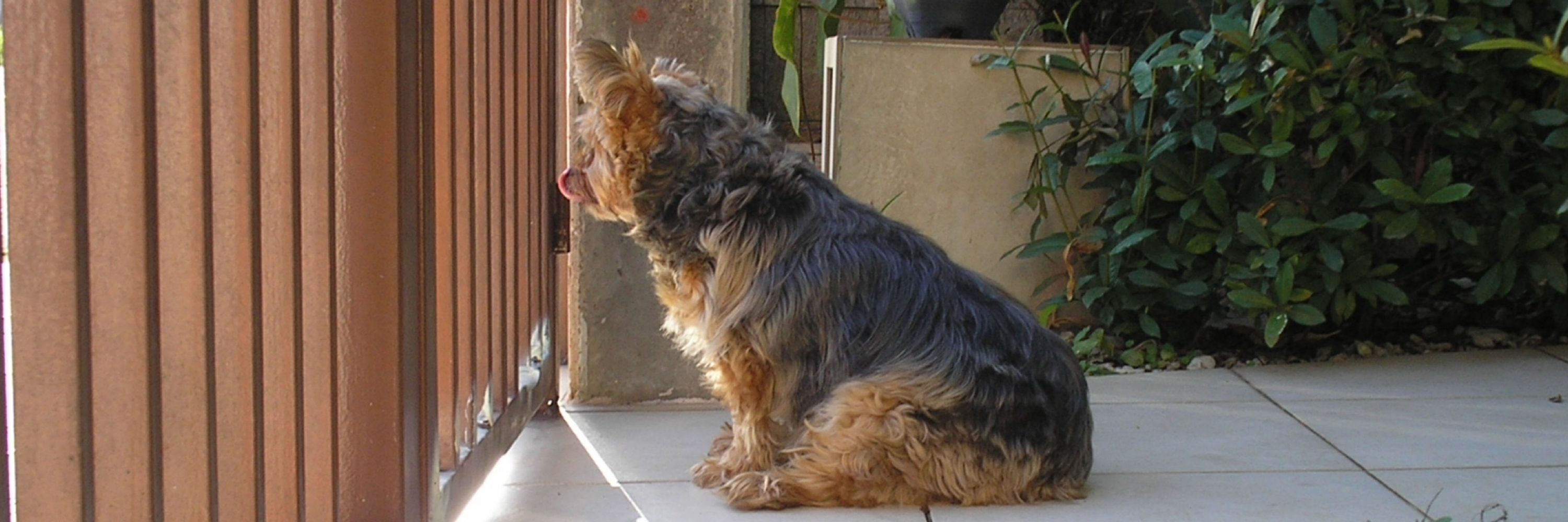 juliana