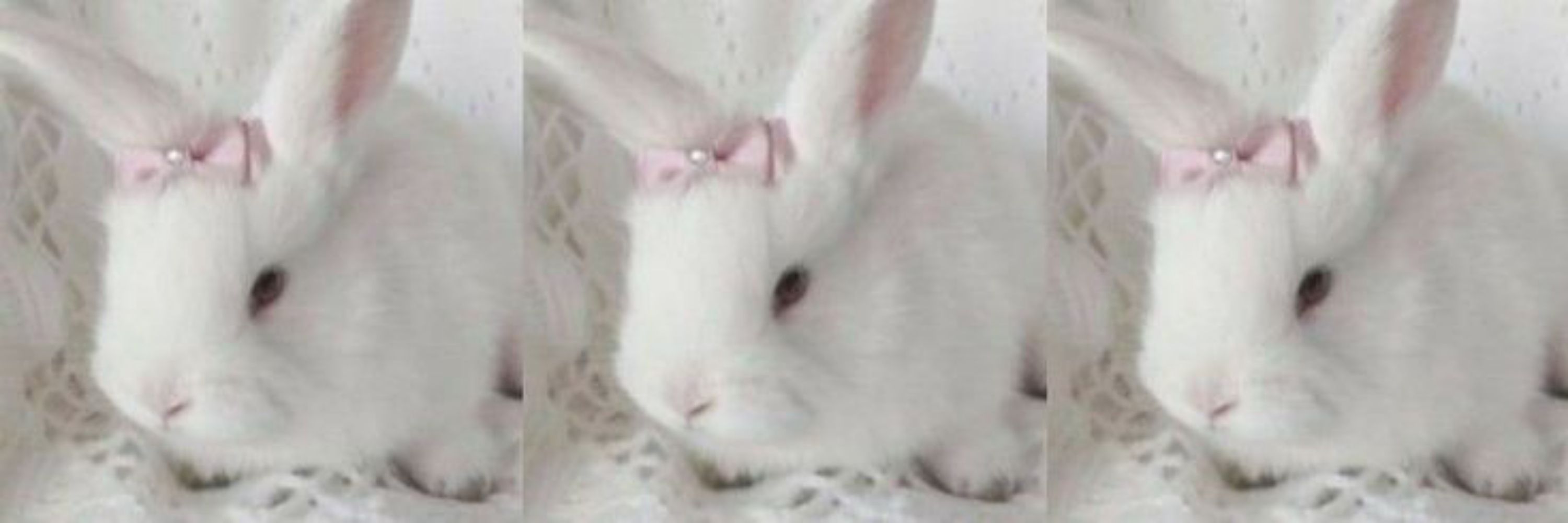 shin's nona🐇