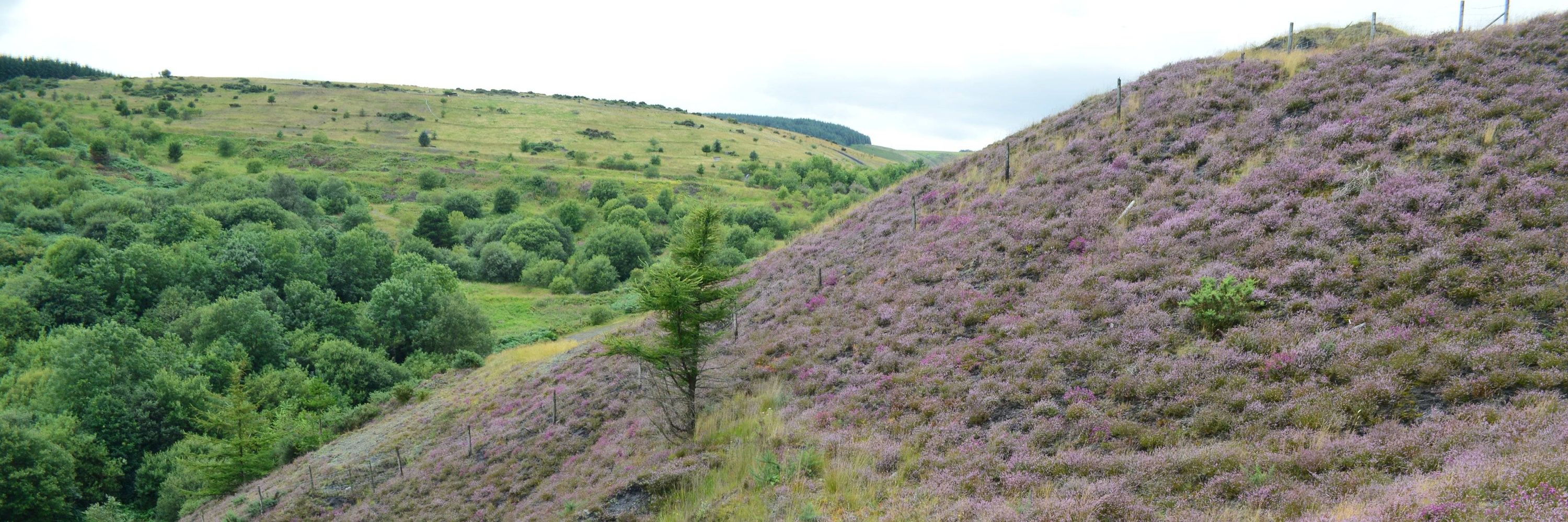 Colliery Spoil Biodiversity Initiative