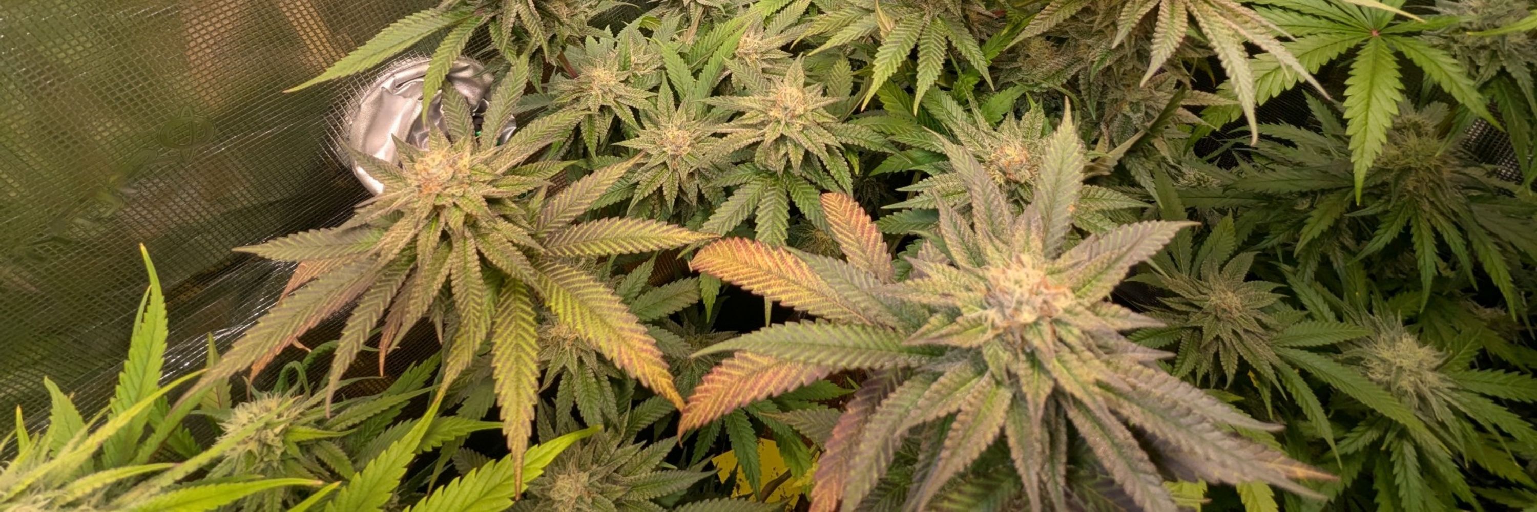 ArmageddonSkunk