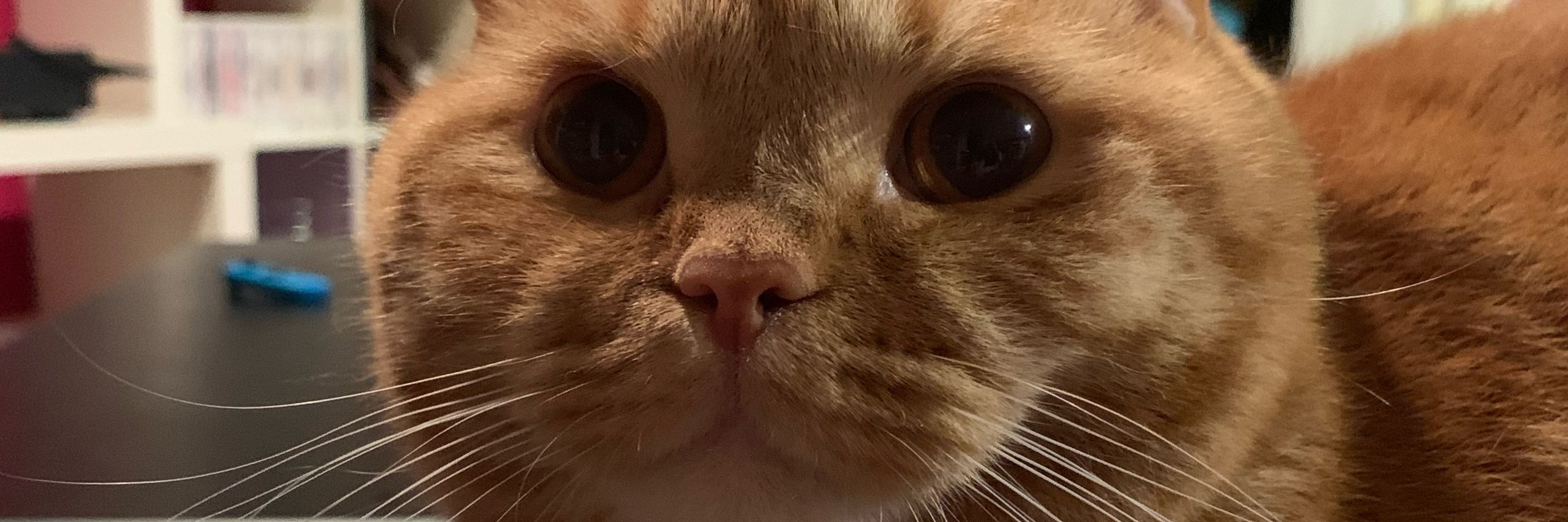 Mimi