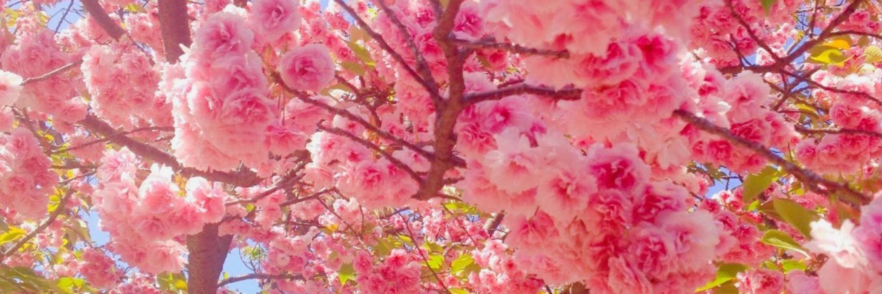 朔月