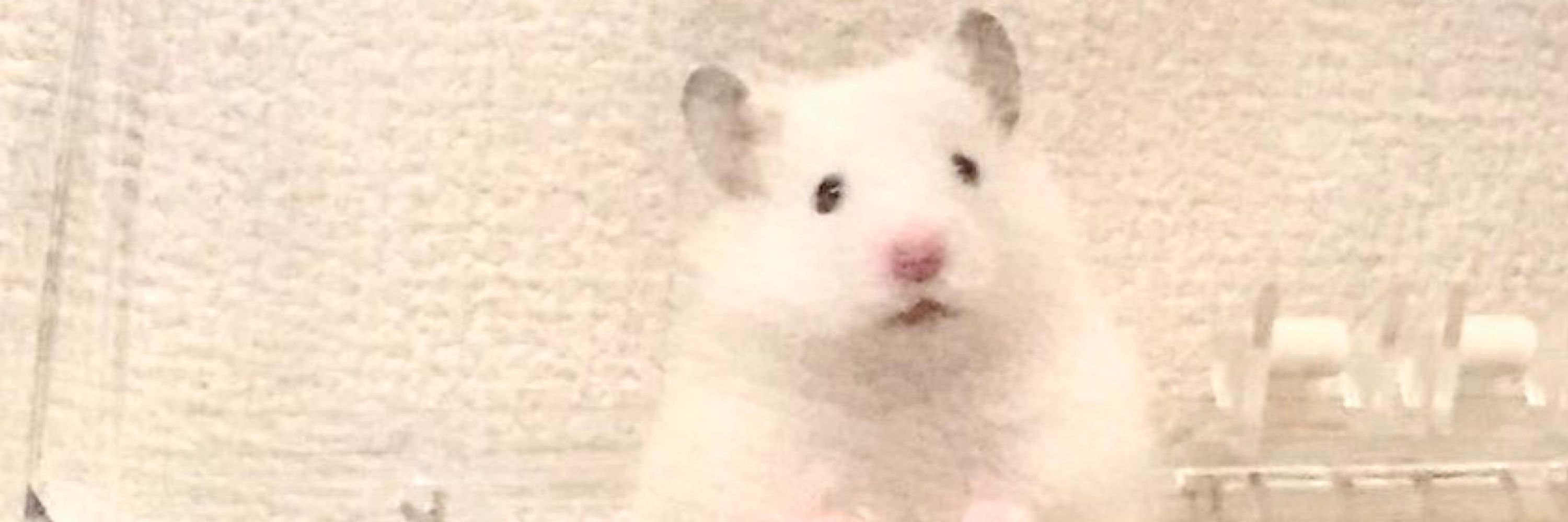 옹