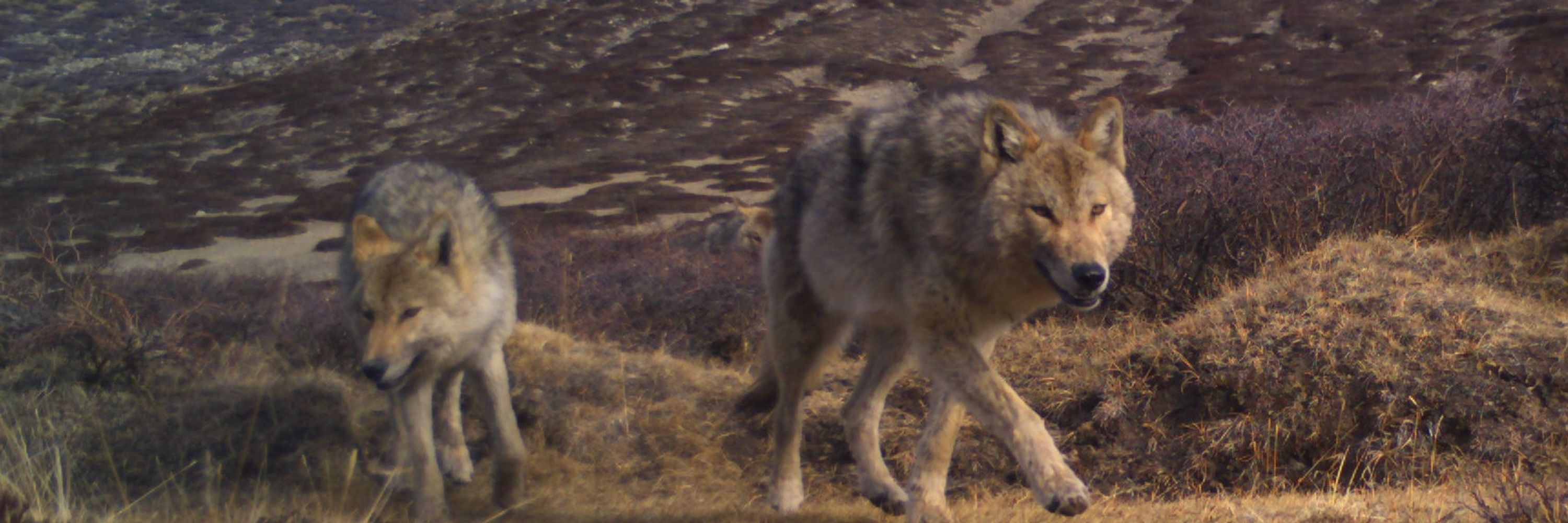 Himalayan Wolves Project