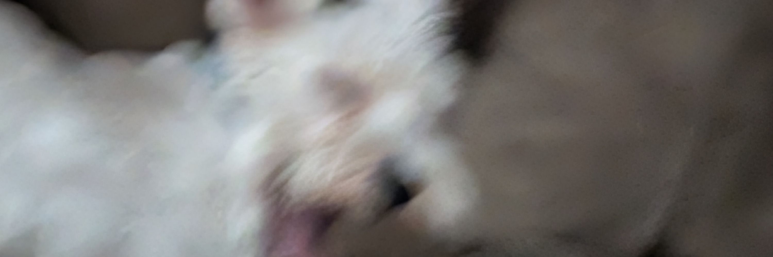 Gnorme Finkelstoned