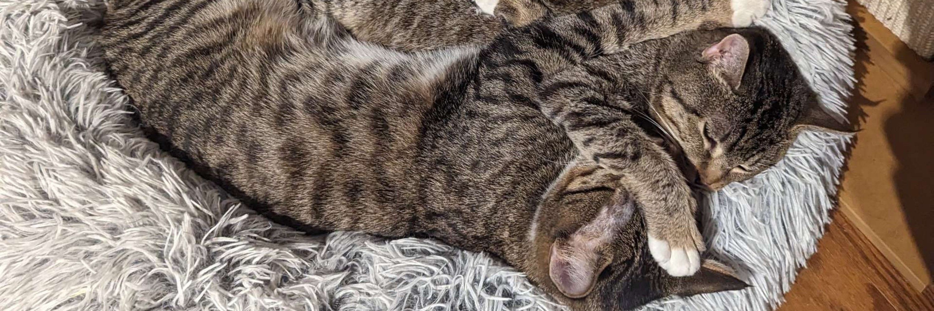toebeans