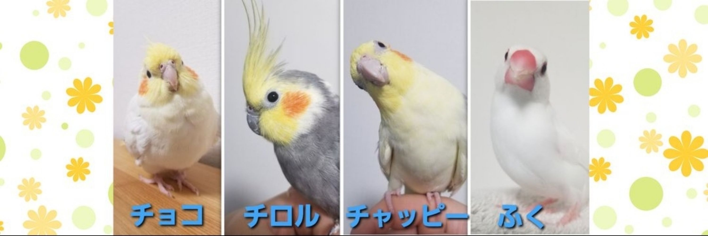 鳥好き・愛