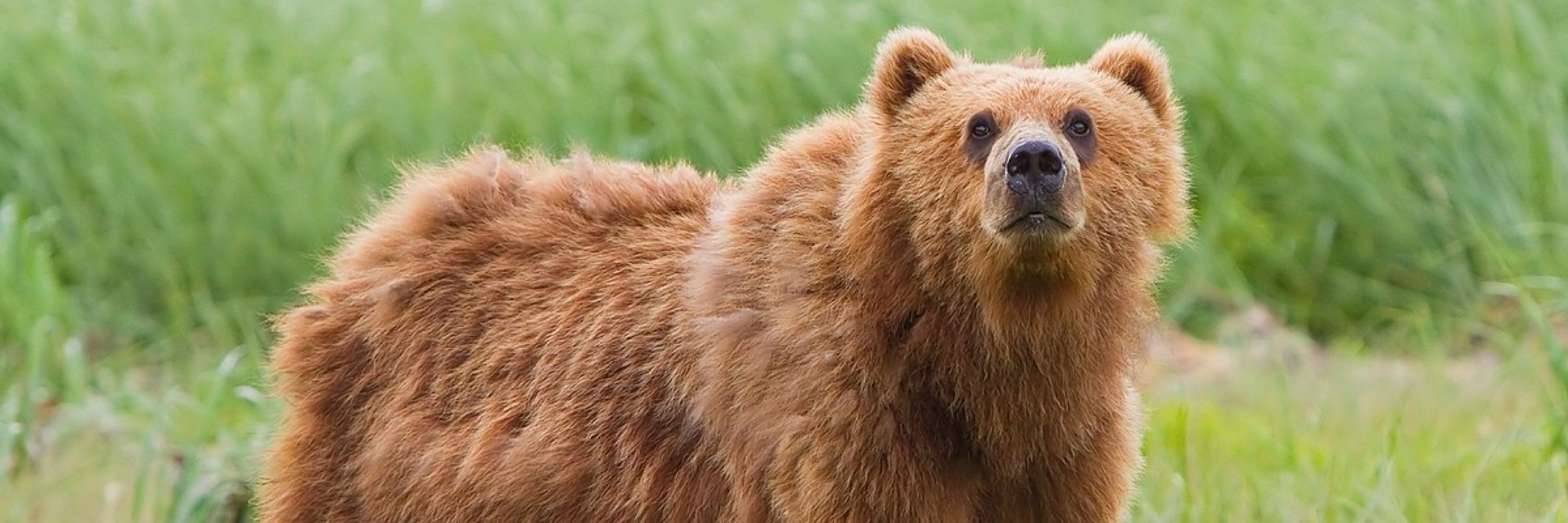 Bears n Stuff