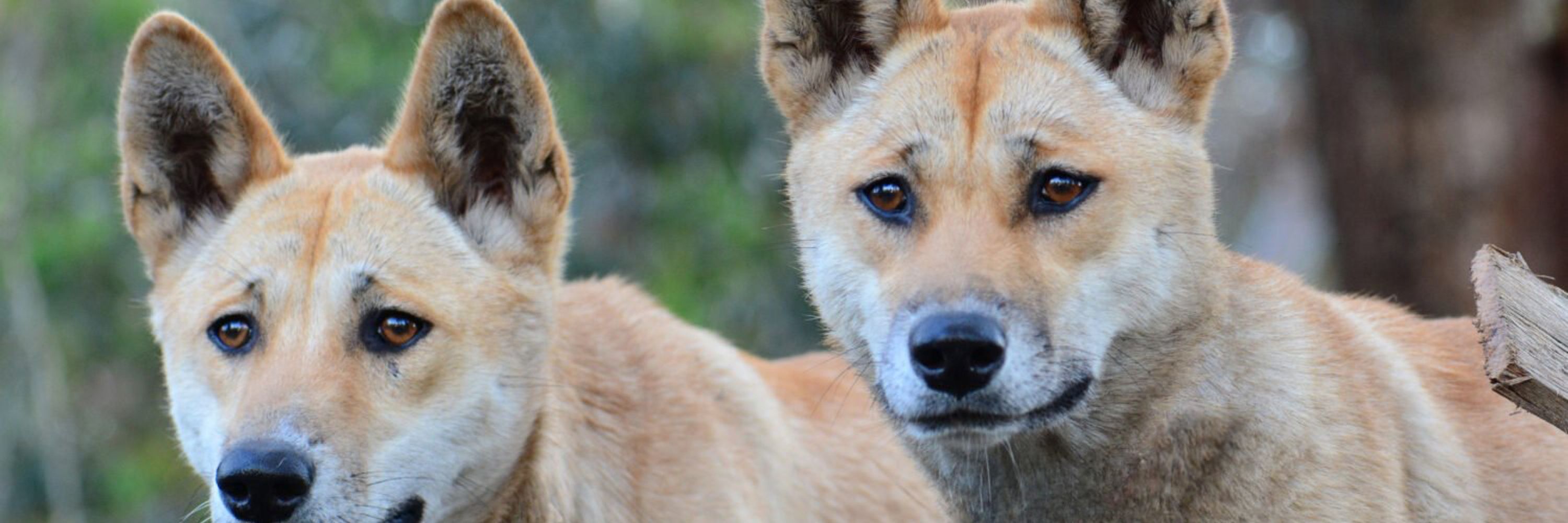Max The Dingo