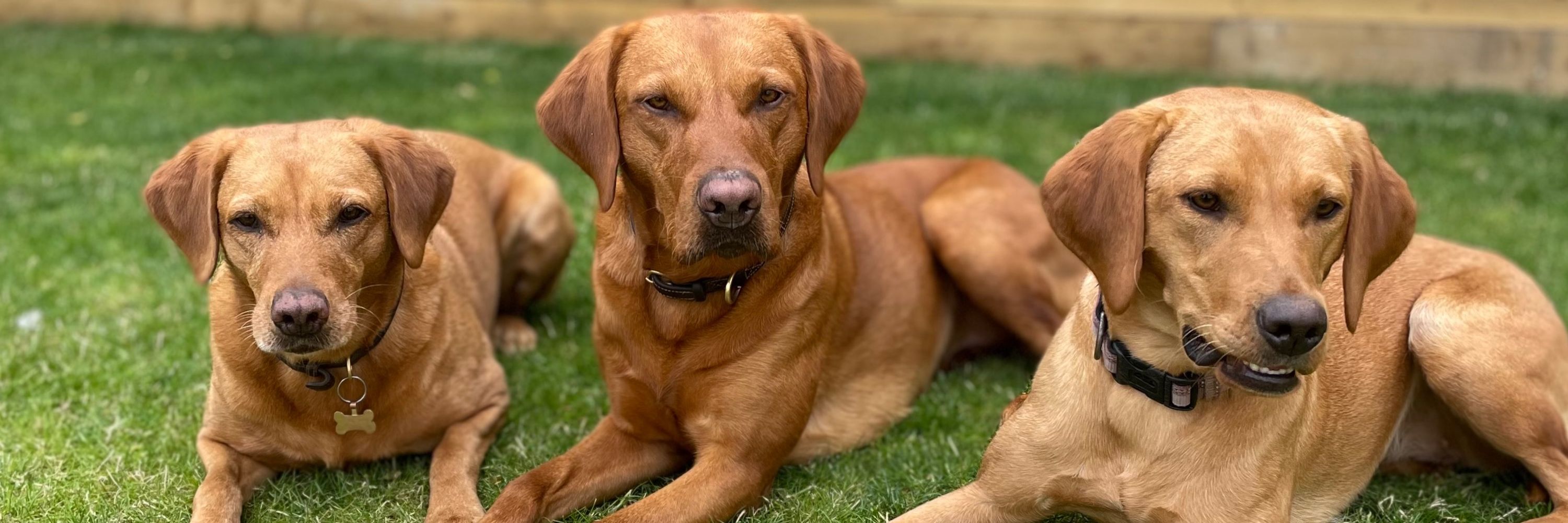 Guns and Noses Dog Training and Supplies