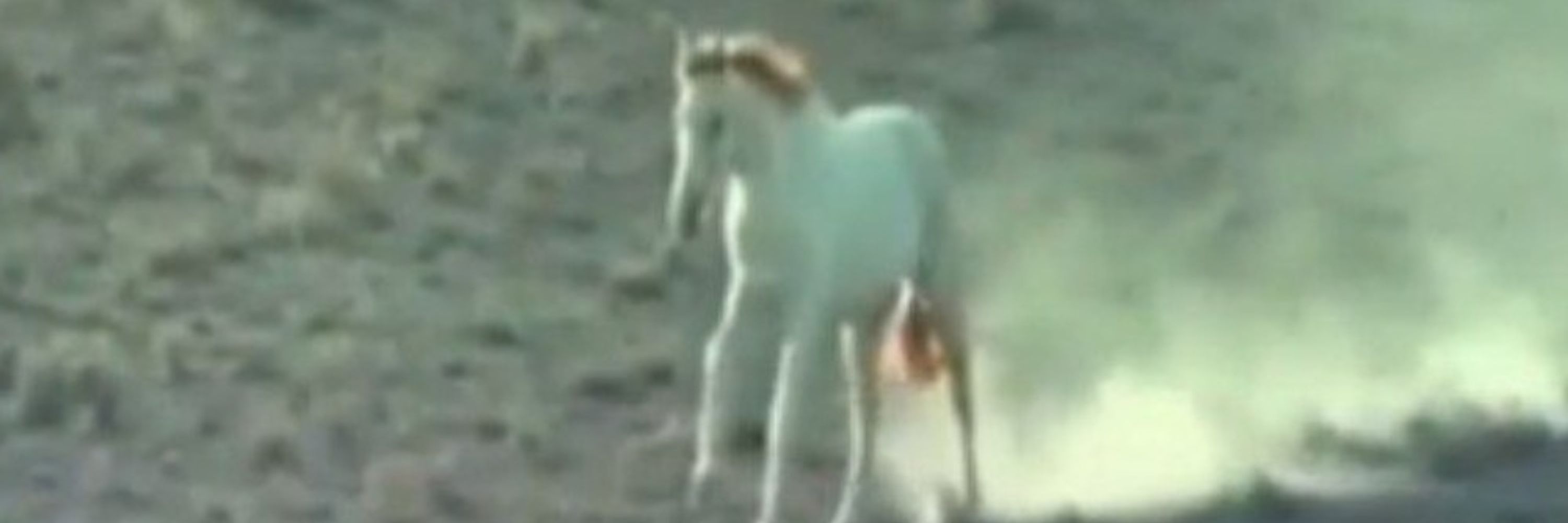 شاه‌رجب