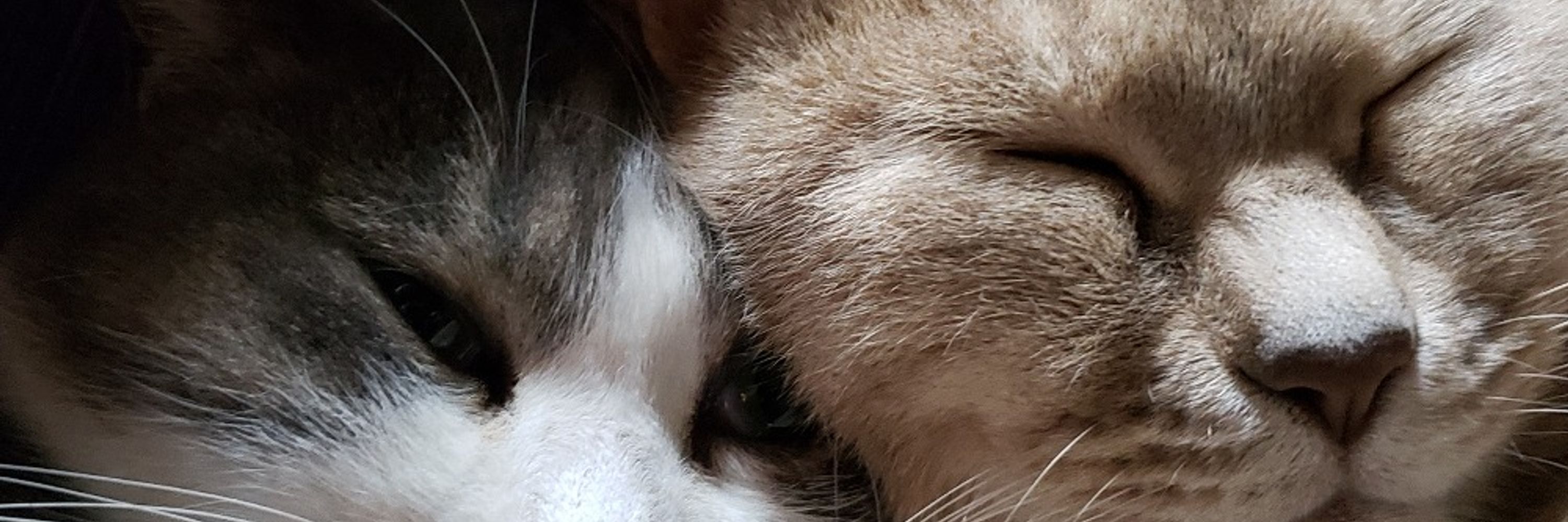 猫羽