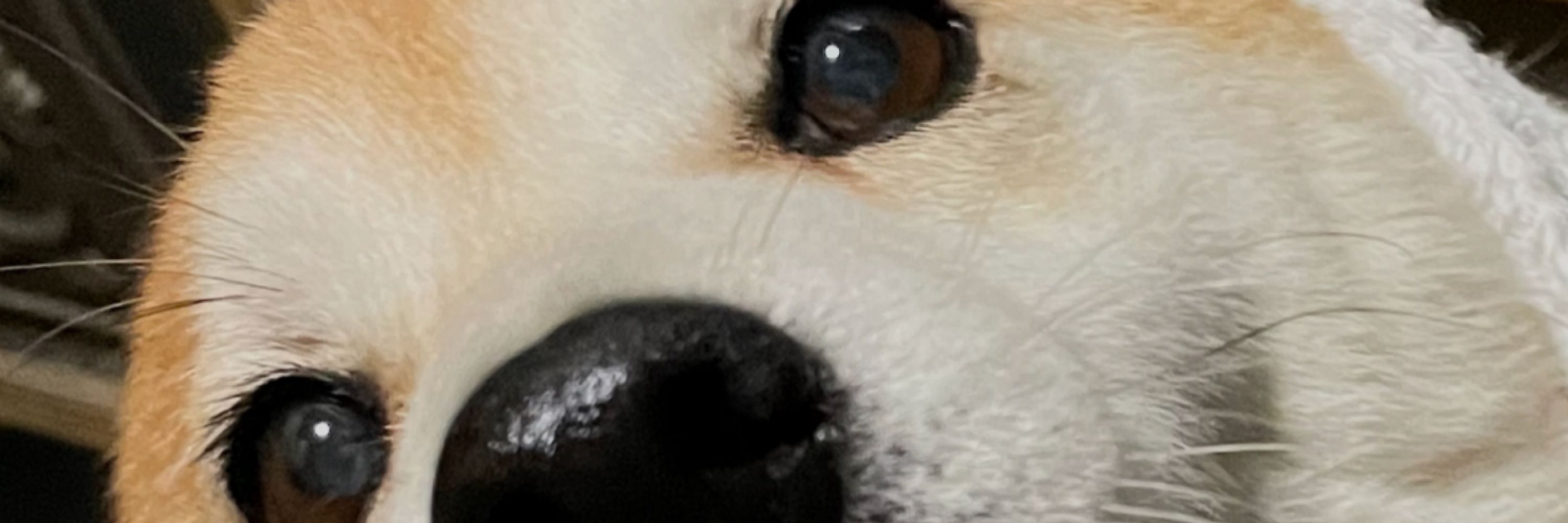 だみん