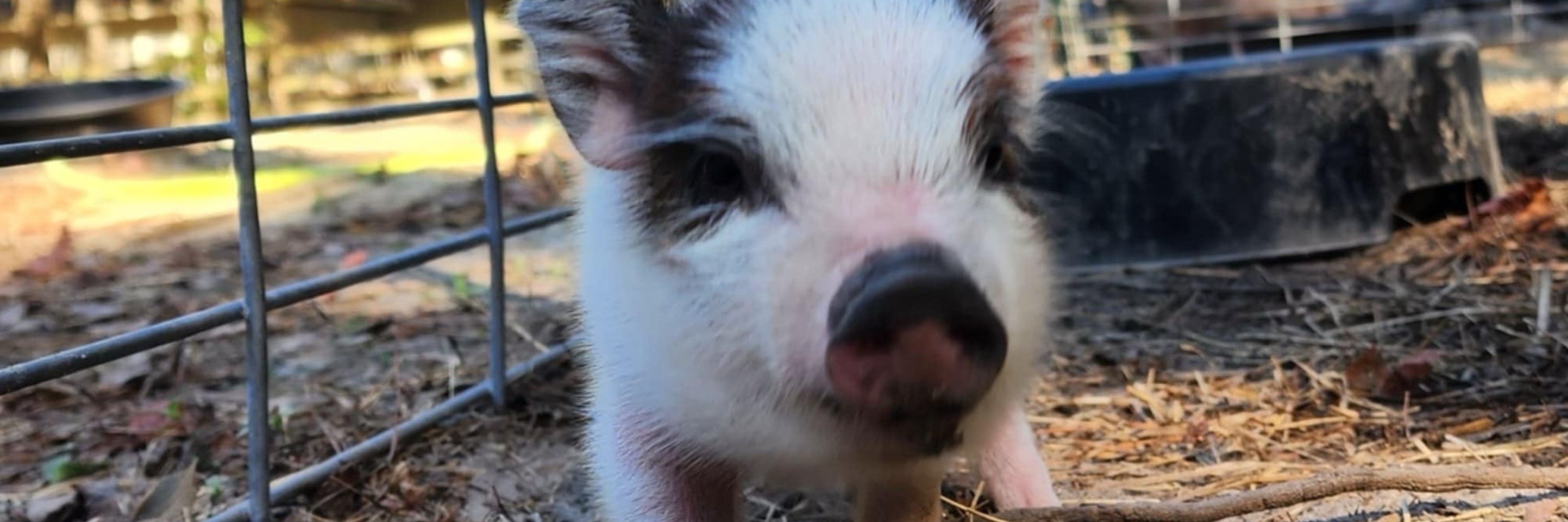 Cotton Branch Farm Sanctuary