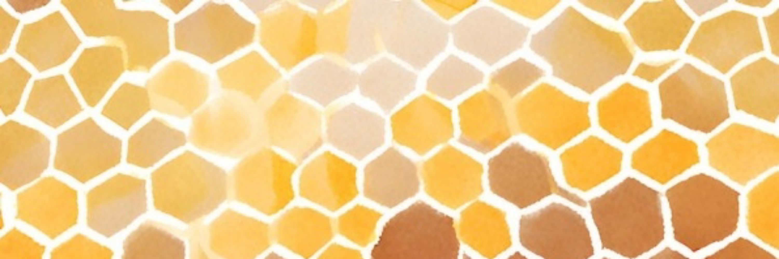 Honey 🐝