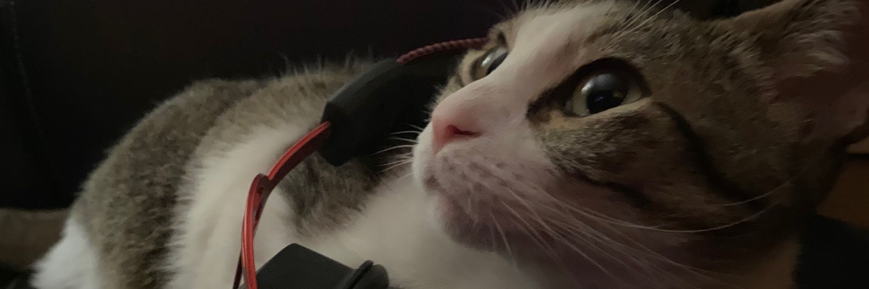 ThatDumbCat