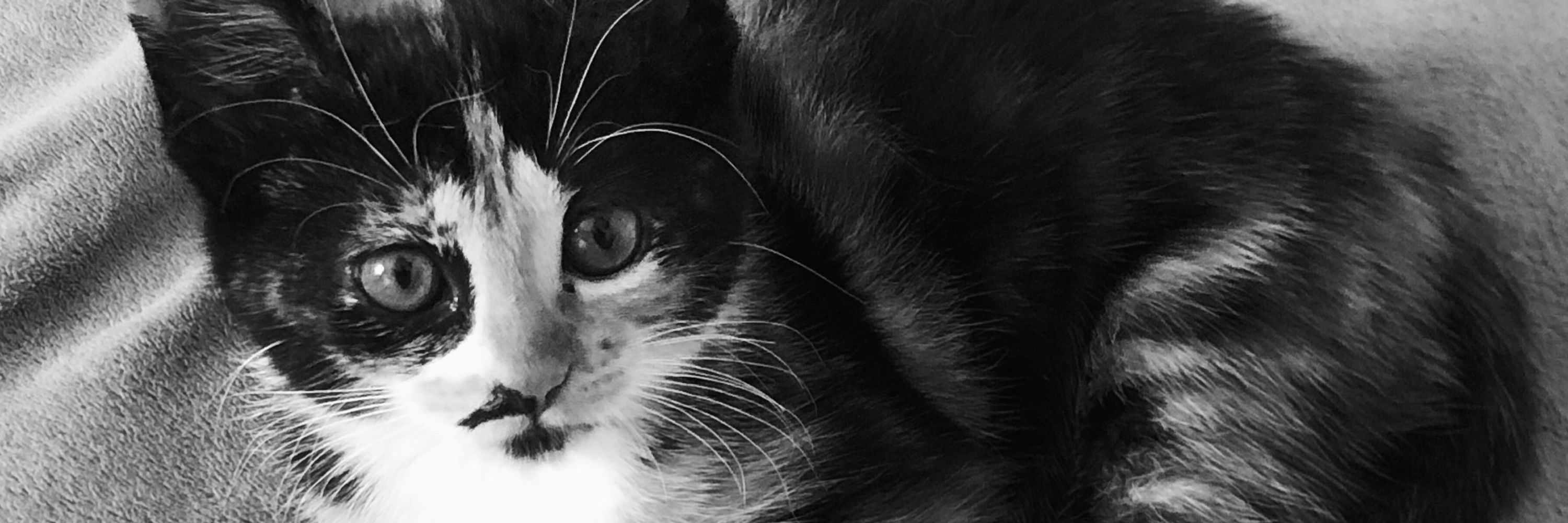 😾