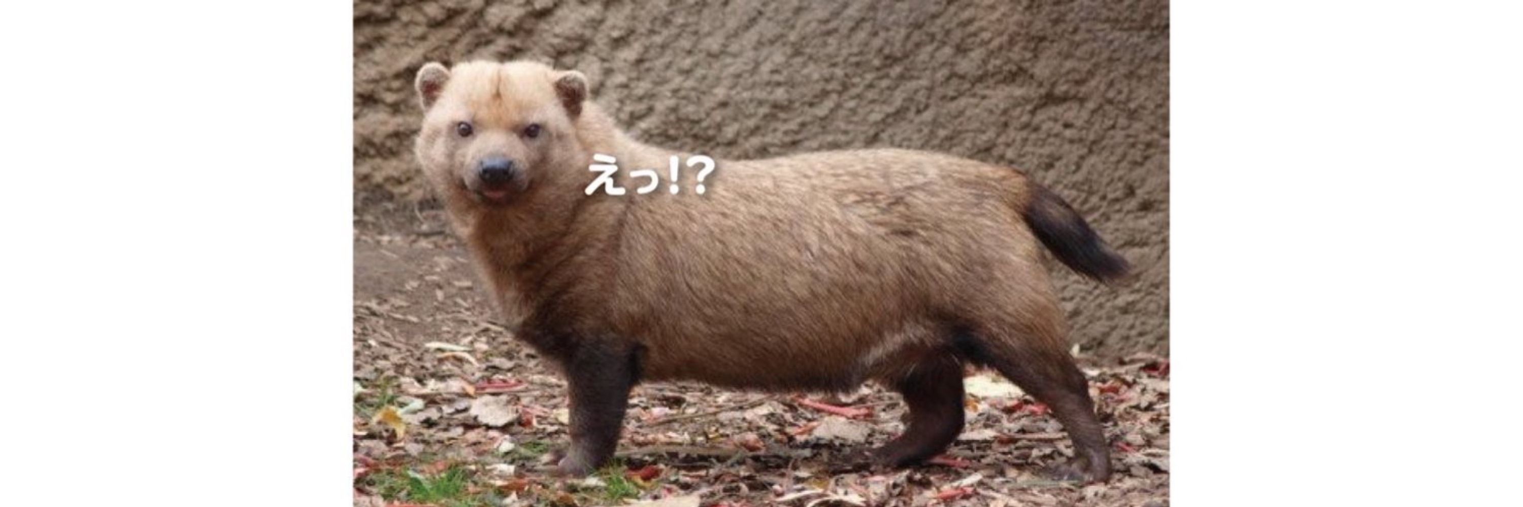 もぐねこ