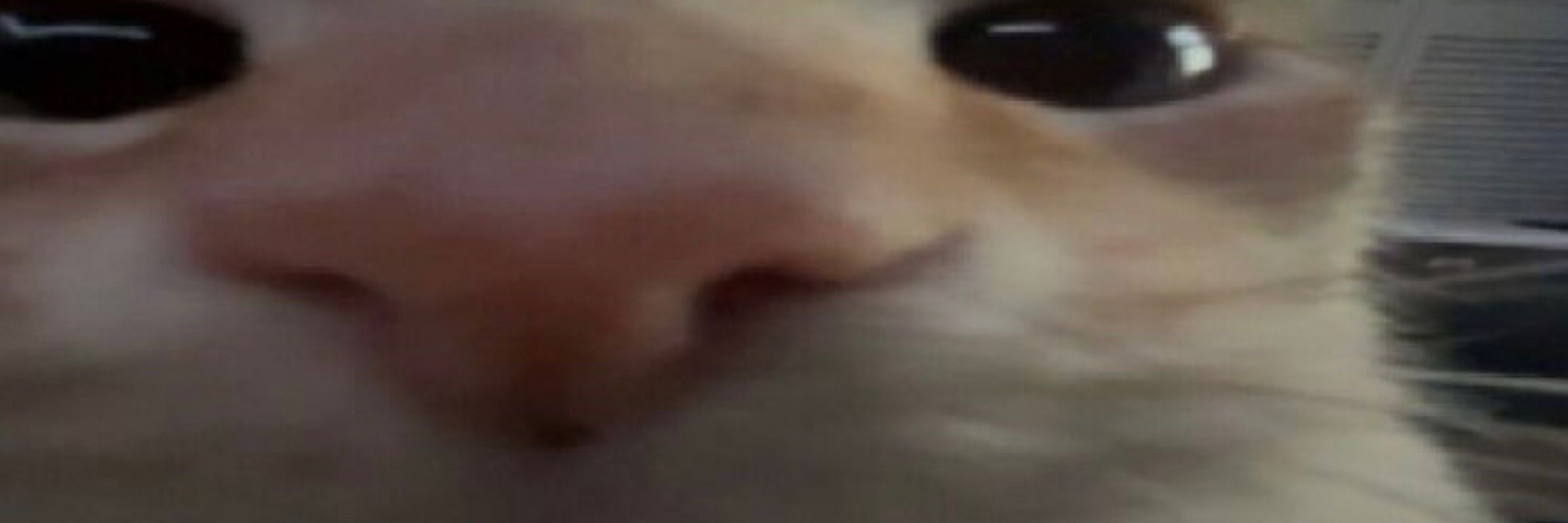 fishblobber hunklestink