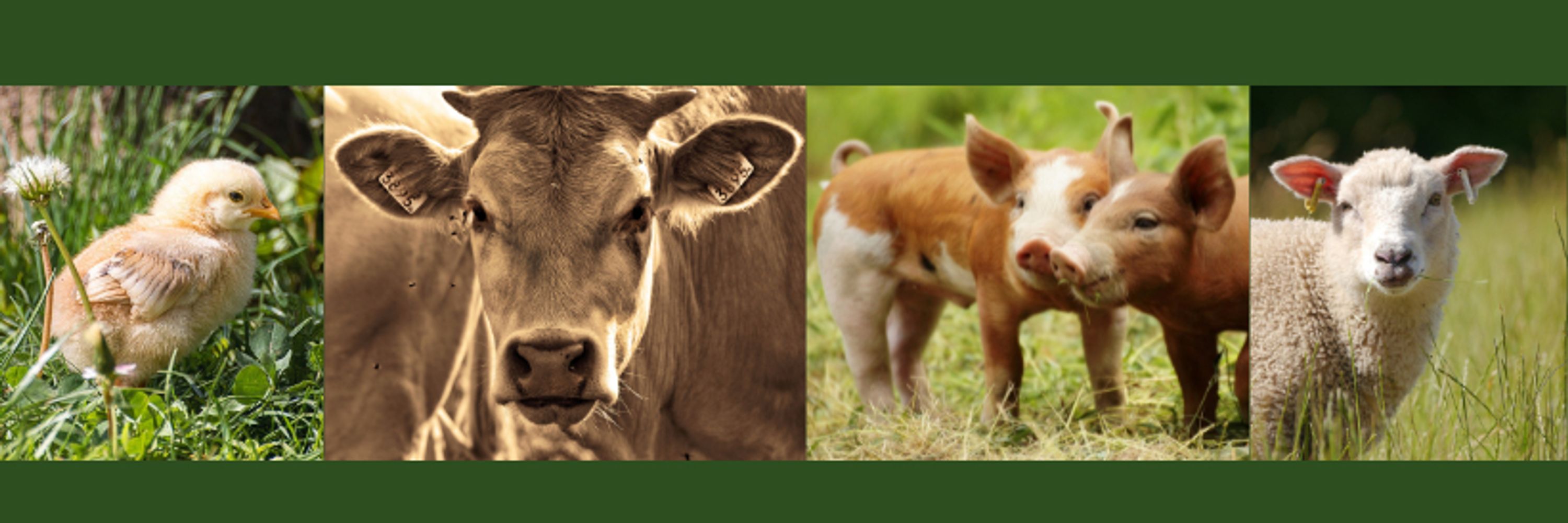 The Vegan's Voice