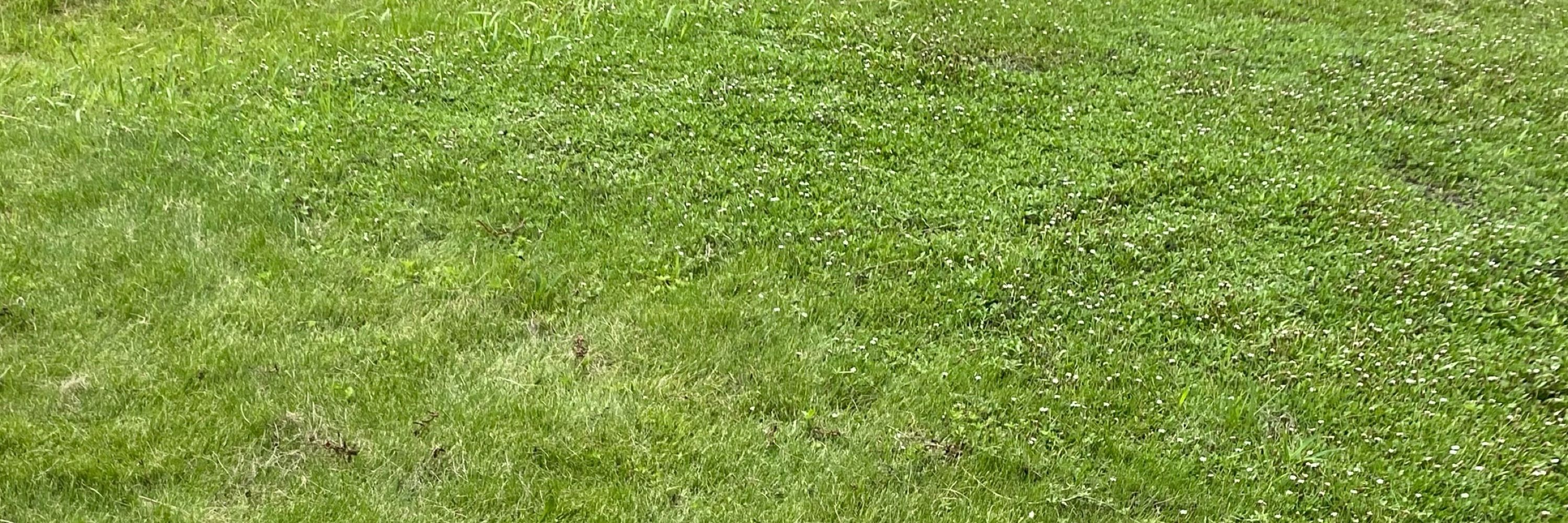 かめの
