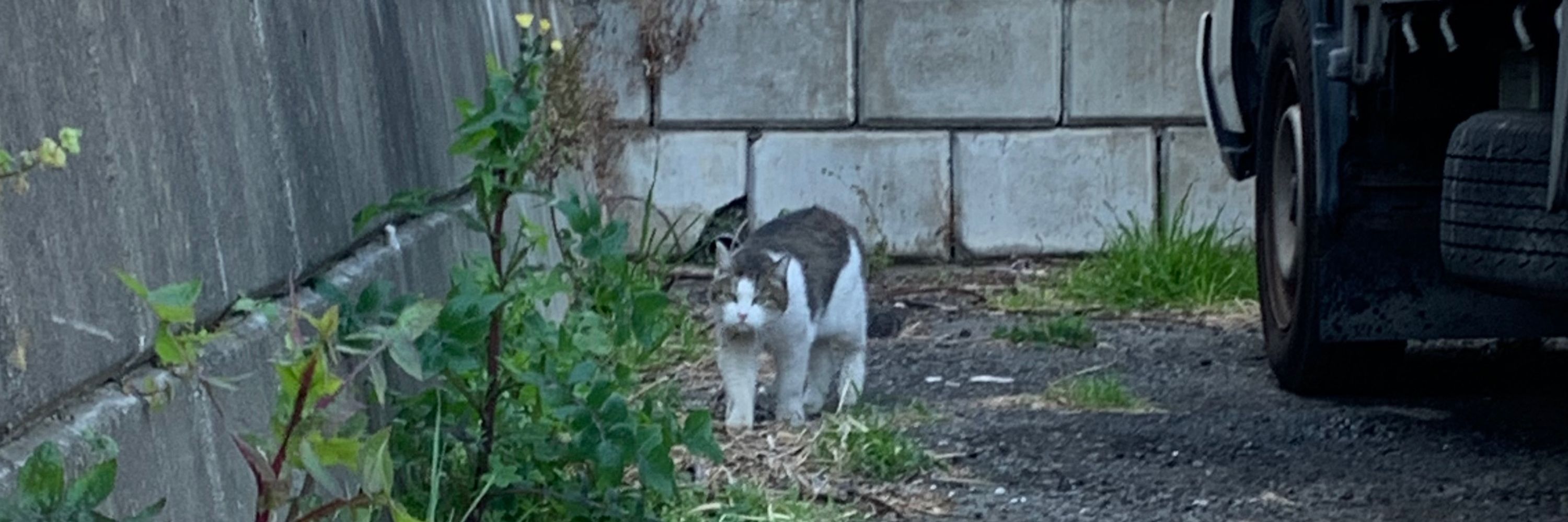 まきり