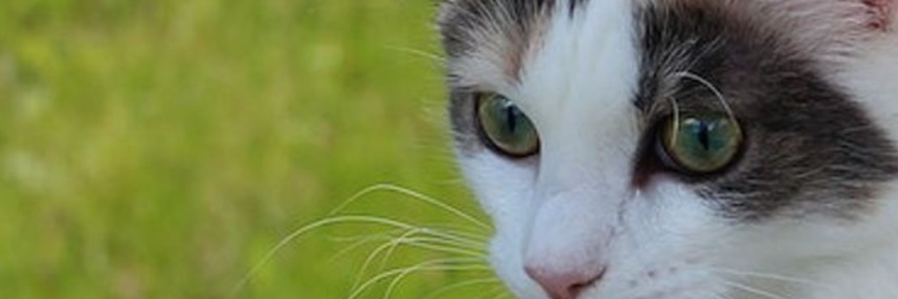 Hourly Cat
