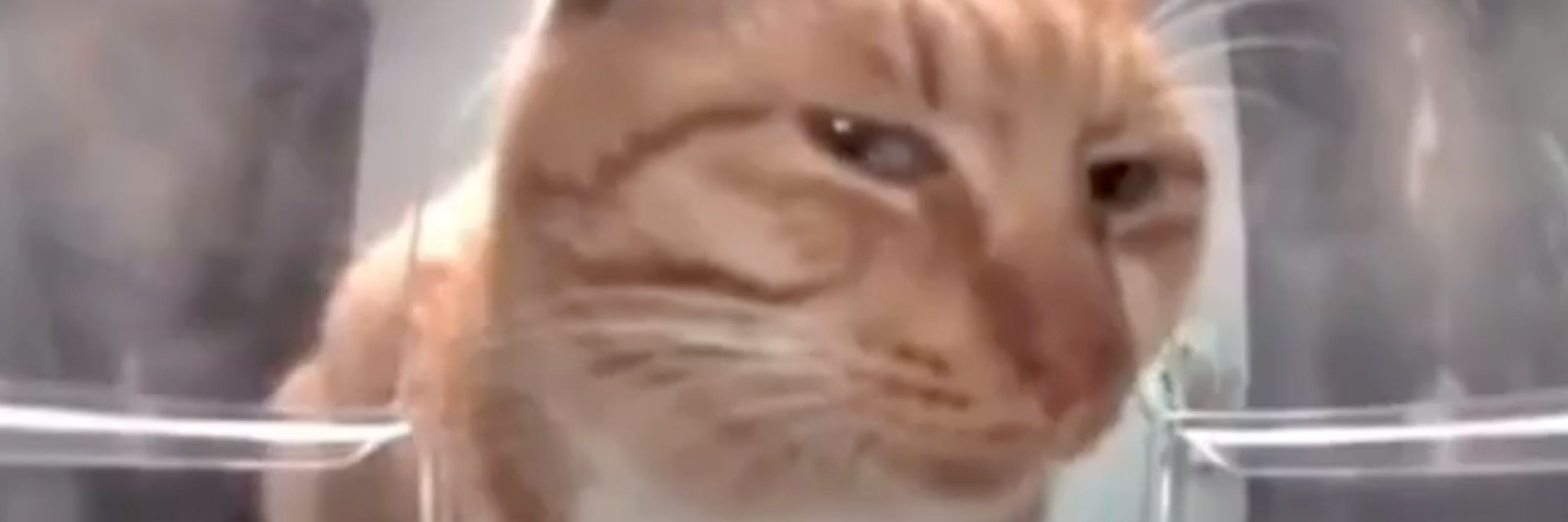 🔞The Evil Fucking Cat🔞