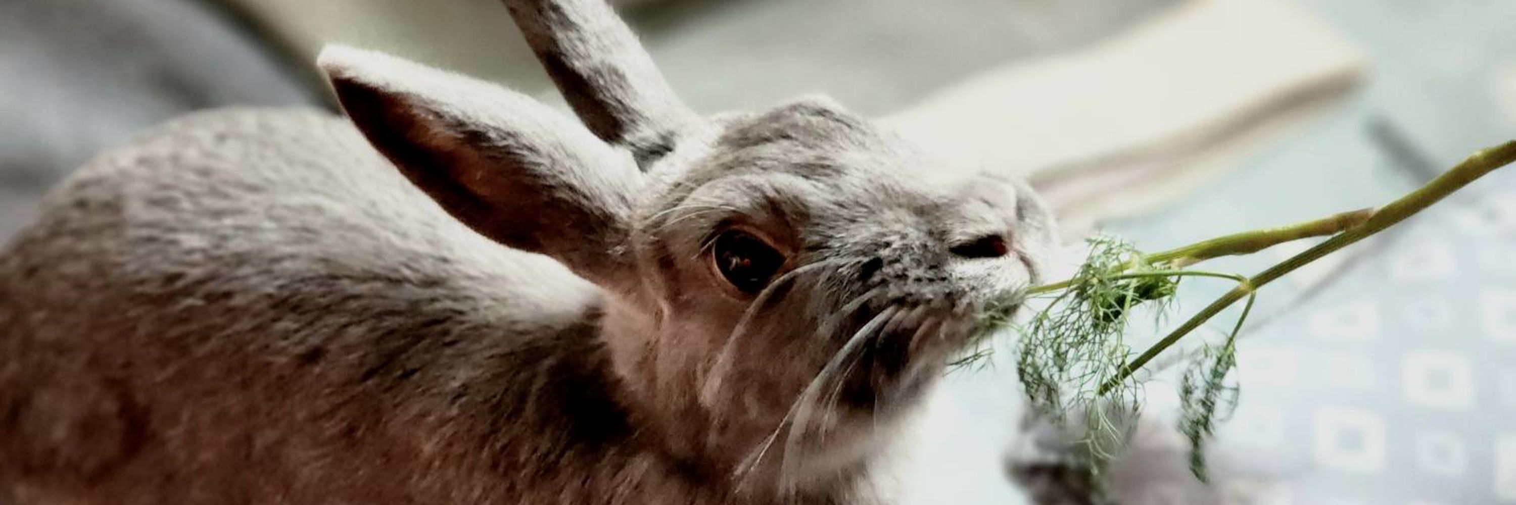 Silvy 🌿🐇