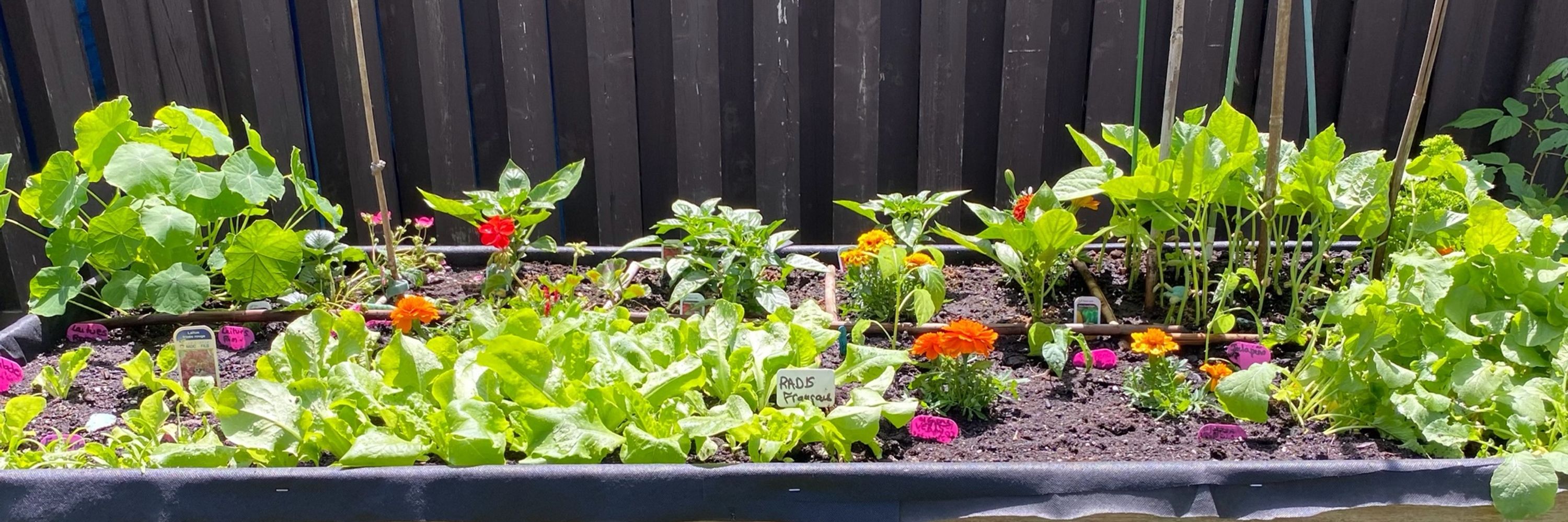 🇨🇦Le potager d’Isabelle🇨🇦