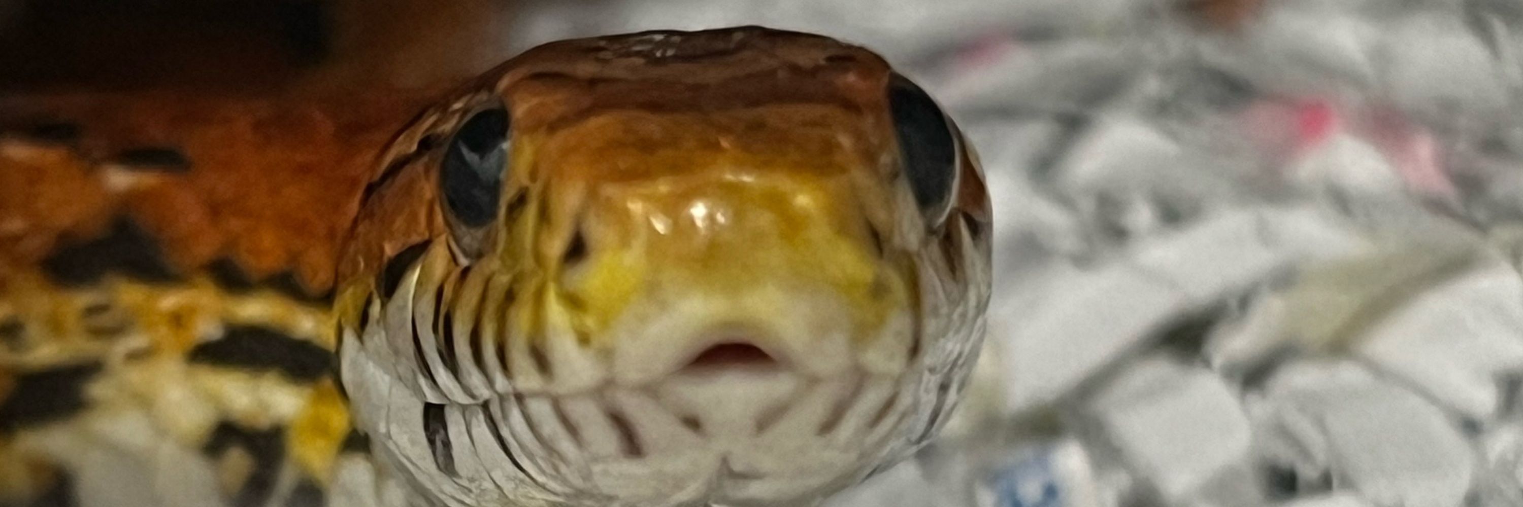 Lance the Snake man