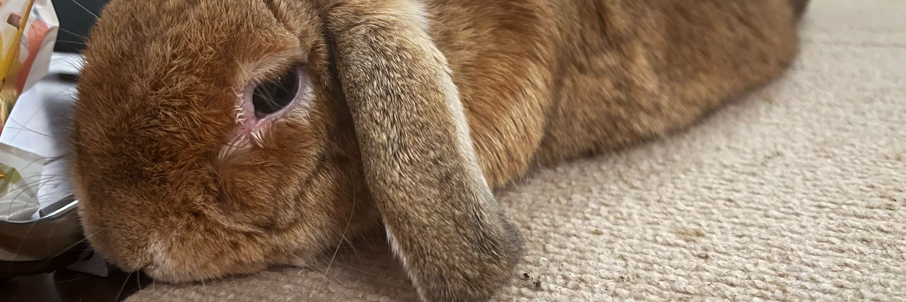 あんずてゃてゃ