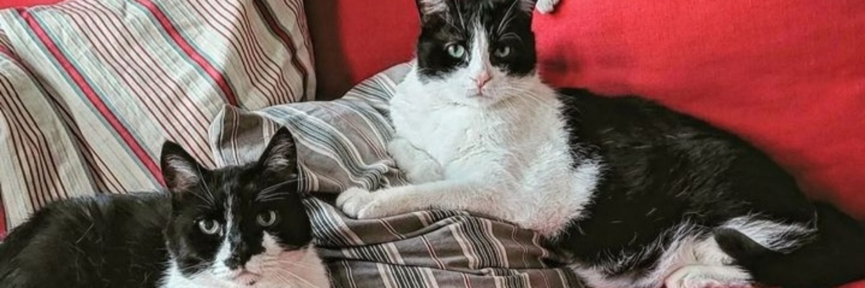AMOUR DE CHAT 🐱
