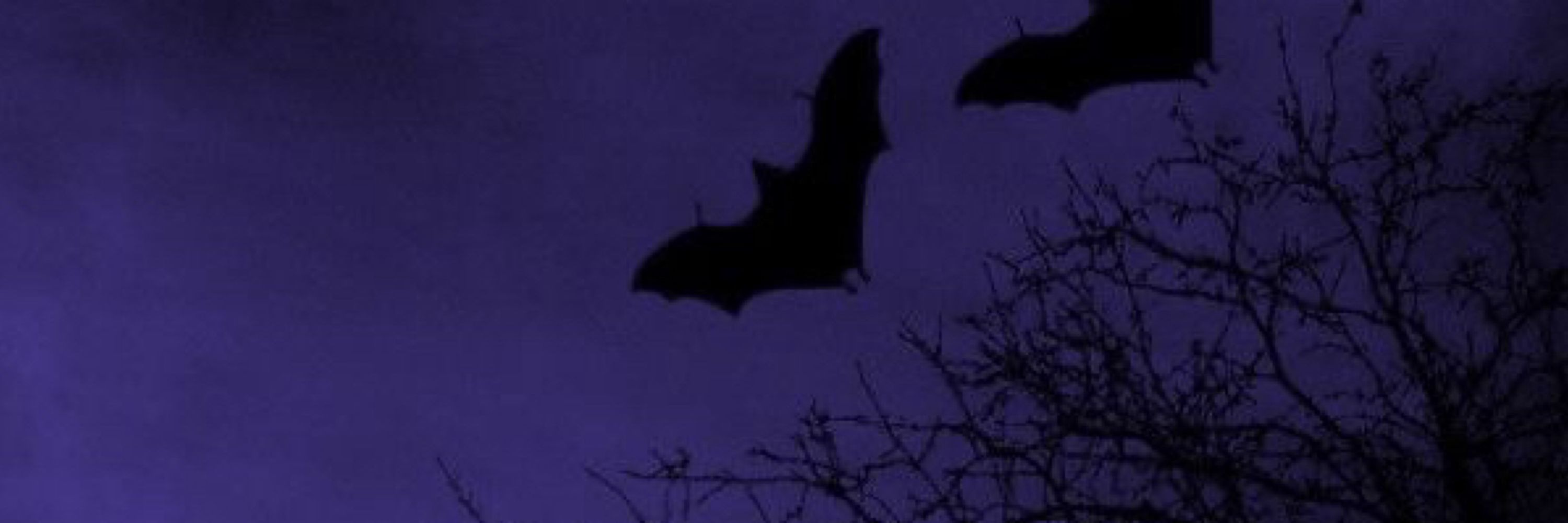 milo 🦇