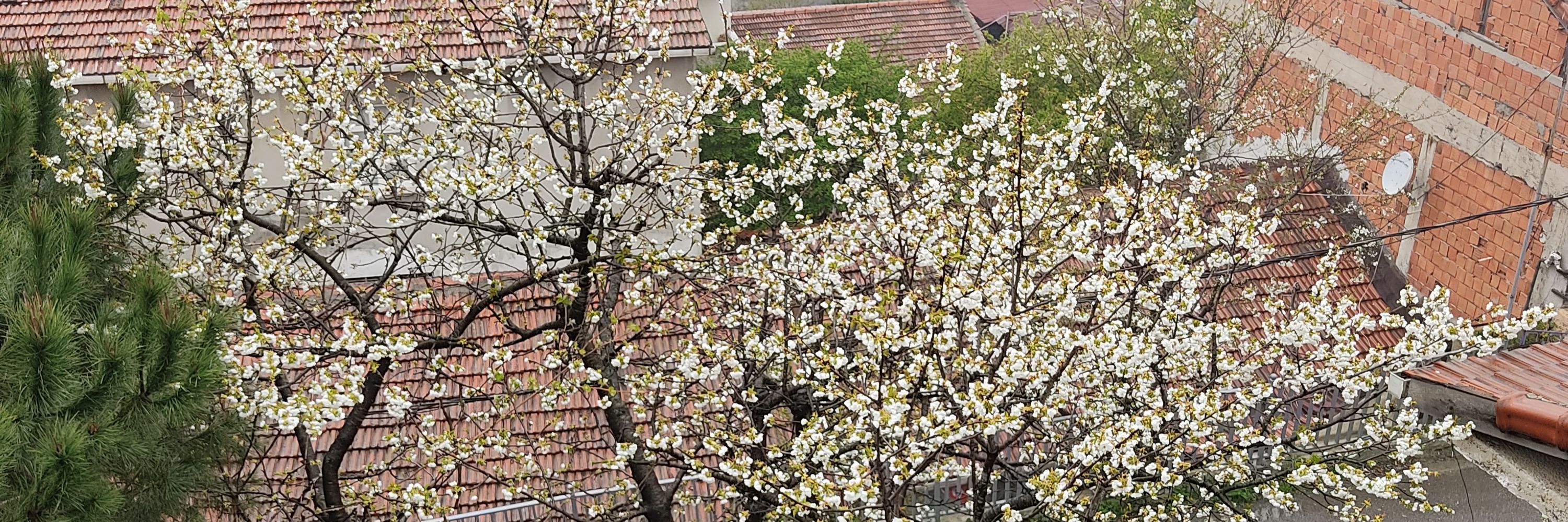 Uğur Cucu